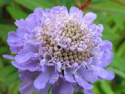 HLAVÁČ FIALOVÝ - Scabiosa columbaria f. nana ´Pincushion Blue´