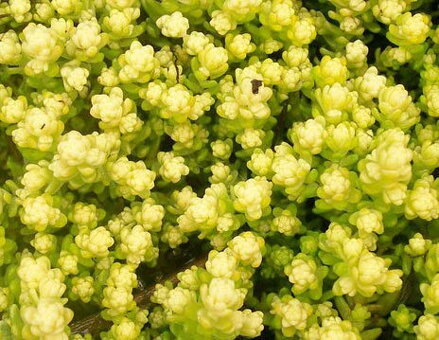 ROZCHODNÍK OSTRÝ - Sedum acre ´Aurea´
