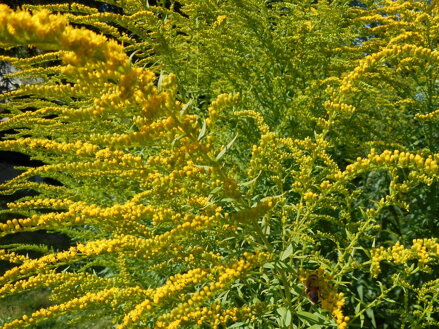 ZLATOBÝL KANADSKÝ - Solidago canadensis ´Golden Baby´