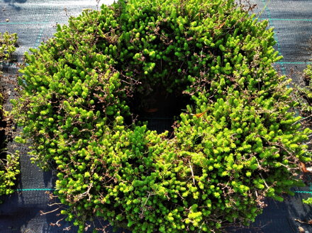 VĚNEC - Sedum sexangulare