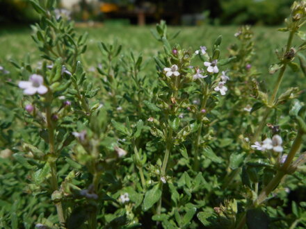 TYMIÁN OBECNÝ - Thymus vulgaris 'Fredo'