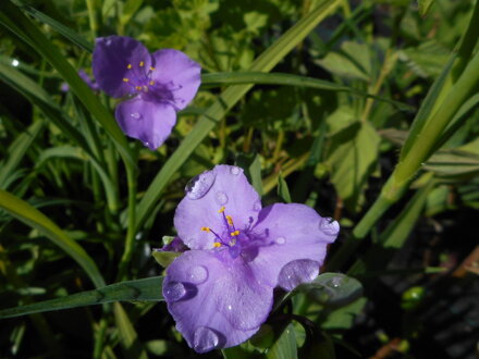 PODEŇKA ANDERSONOVA - Tradescantia andersoniana 'Mix'