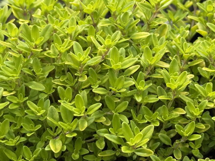 MATEŘÍDOUŠKA CITRÓNOVÁ - Thymus citriodorus ´Aureus´