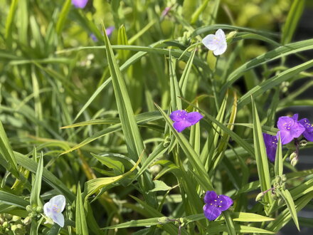 PODEŇKA ANDERSONOVA - Tradescantia andersoniana 'Mix'