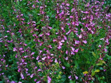 OŽANKA KALAMANDRA - Teucrium chamaedrys