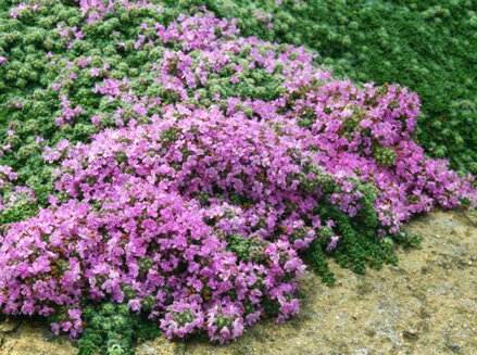 MATEŘÍDOUŠKA - Thymus praecox ´Minor´