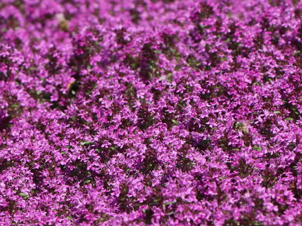 MATEŘÍDOUŠKA - Thymus praecox ´Creeping Red´