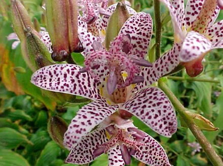 LILIOVKA SRSTNATÁ - Tricyrtis hirta