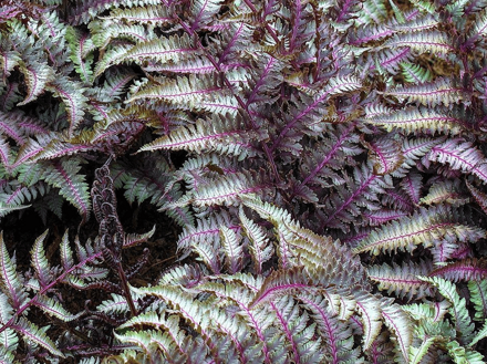 PAPRATKA NIPONSKÁ - Athyrium nipponicum 'Metallicum'
