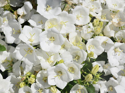 ZVONEK KARPATSKÝ - Campanula carpatica ´Pearl White´