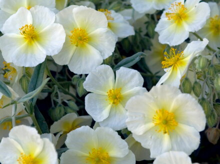 DEVATERNÍK - Helianthemum nummularium 'The Bride'