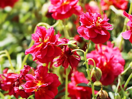 DEVATERNÍK - Helianthemum nummularium ´Cerise Queen´