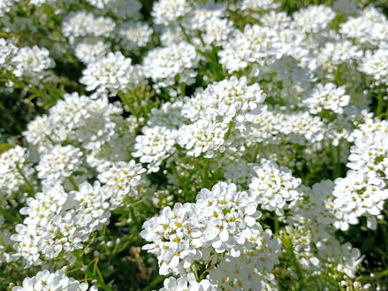 IBERKA STÁLEZELENÁ - Iberis sempervirens 'Whiteout'