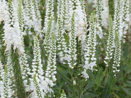 ROZRAZIL KLASNATÝ - Veronica spicata 'Alba'