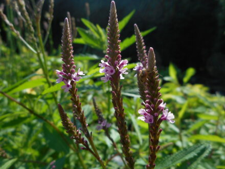 VERBENA ŠÍPOVITÁ (SPORÝŠ) - Verbena hastata ´Rosea´