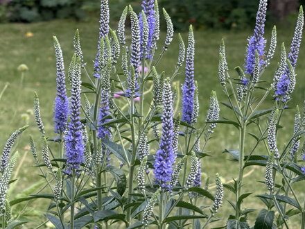 ROZRAZIL DLOUHOLISTÝ - Veronica longifolia