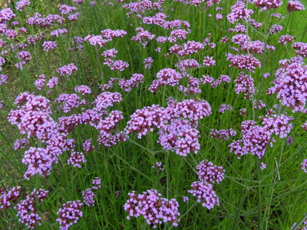 VERBENA ARGENTINSKÁ (SPORÝŠ) -  Verbena bonariensis 