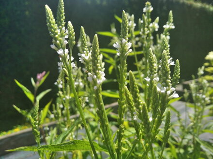 VERBENA ŠÍPOVITÁ (SPORÝŠ) - Verbena hastata ´Alba´