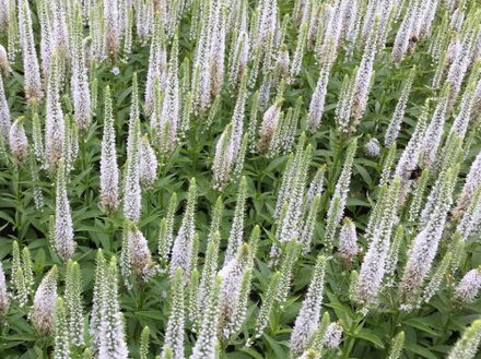 ROZRAZIL KLASNATÝ - Veronica spicata 'Snow Candles'