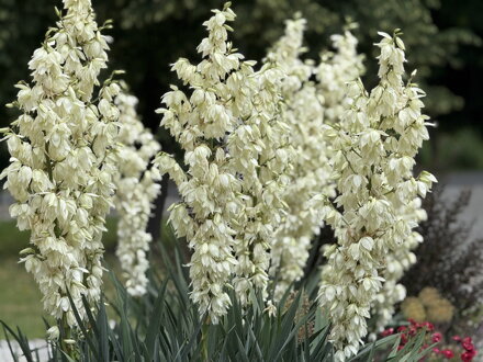 JUKA VLÁKNITÁ - Yucca filamentosa