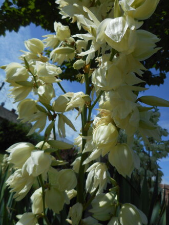 JUKA VLÁKNITÁ - Yucca filamentosa