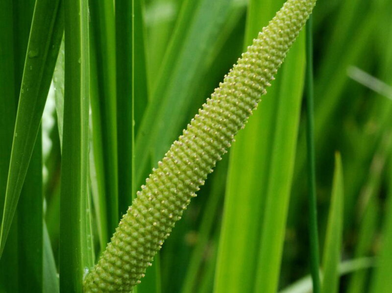 PUŠKVOREC OBECNÝ - Acorus calamus PUŠKVOREC OBECNÝ - Acorus calamus