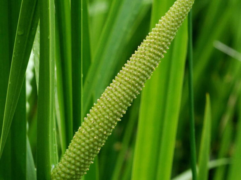 PUŠKVOREC OBECNÝ - Acorus calamus