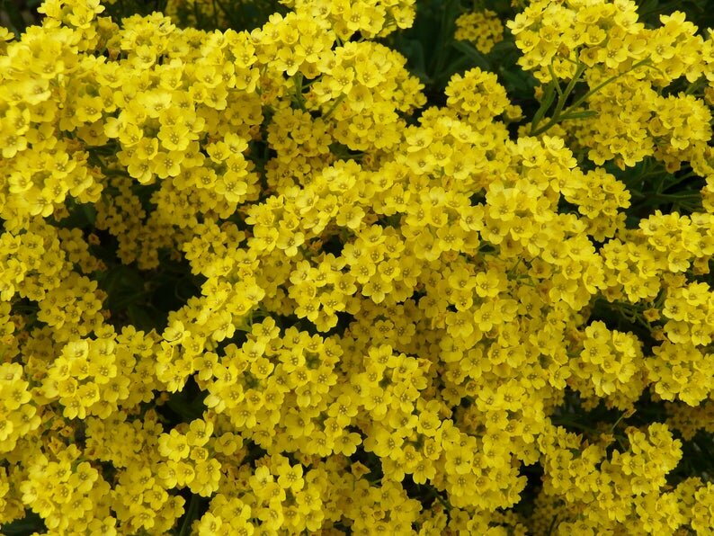 TAŘICE SKALNÍ - Alyssum saxatile 'Goldkugel'