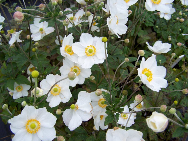 SASANKA JAPONSKÁ - Anemone hupehensis 'Honorine Jobert'