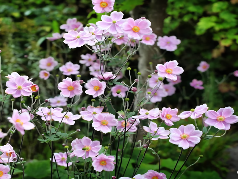 SASANKA PLSTNATÁ - Anemone tomentosa 'Robustissima'