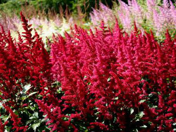 ČECHRAVA - Astilbe x arendsii 'Etna' ČECHRAVA - Astilbe x arendsii 'Etna'