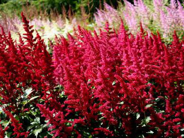 ČECHRAVA - Astilbe x arendsii 'Etna'