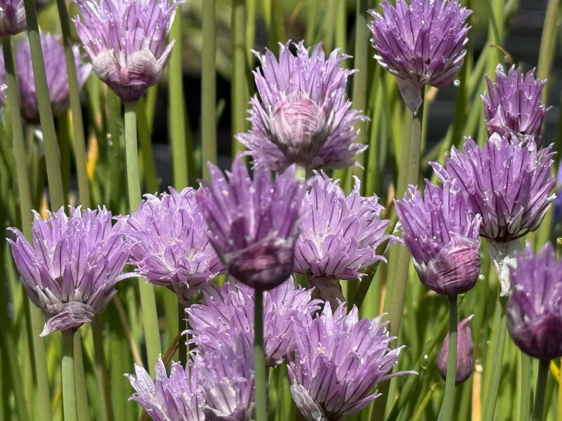 PAŽITKA POBŘEŽNÍ - Allium schoenoprasum PAŽITKA POBŘEŽNÍ - Allium schoenoprasum