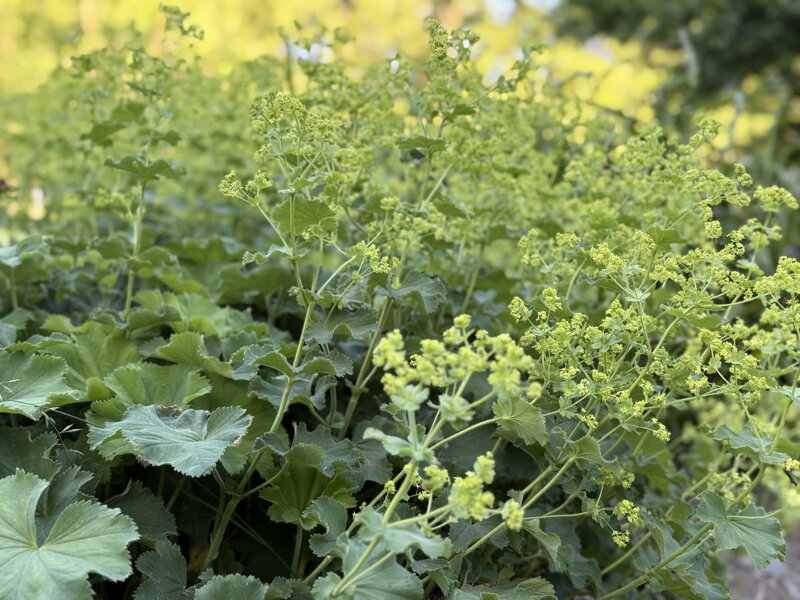 KONTRYHEL MĚKKÝ - Alchemilla mollis ´Robustica´