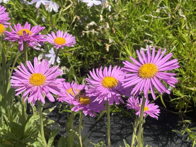 ASTRA, HVĚZDNICE ALPSKÁ - Aster alpinus ´Happy End´