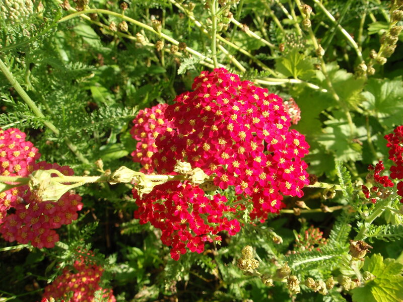 ŘEBŘÍČEK OBECNÝ - Achillea millefolium ´Paprika´ ŘEBŘÍČEK OBECNÝ - Achillea millefolium ´Paprika´