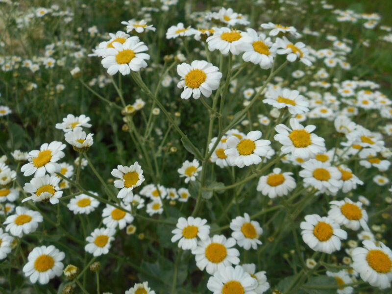 MAŘÍ LIST BALŠÁMOVÝ - Balsamita major