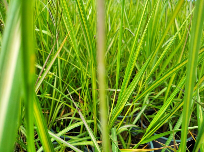 TŘTINA OSTROKVĚTÁ - Calamagrostis acutiflora ´Avalanche´