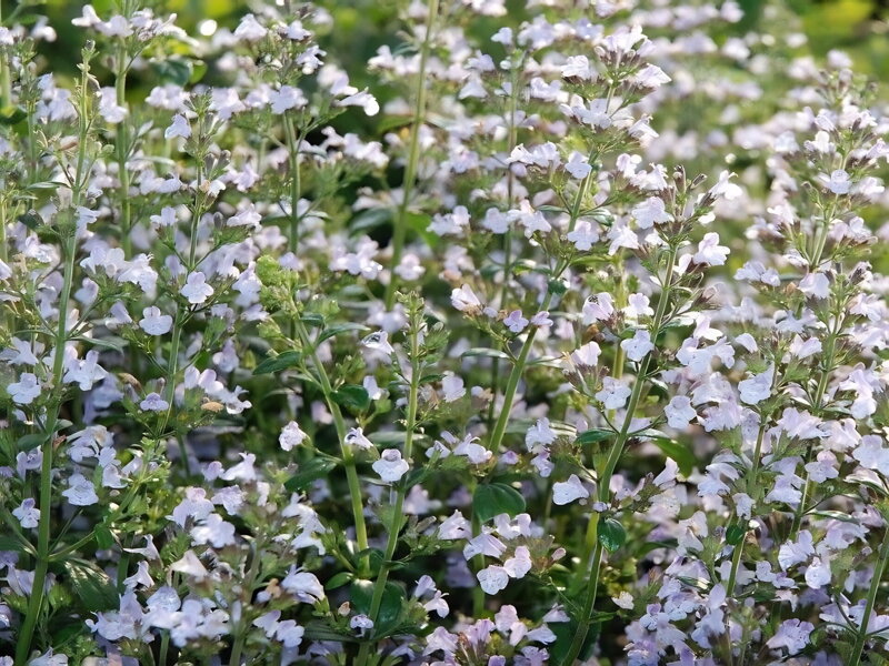 MARULKA ŠANTOVITÁ - Calamintha nepeta 