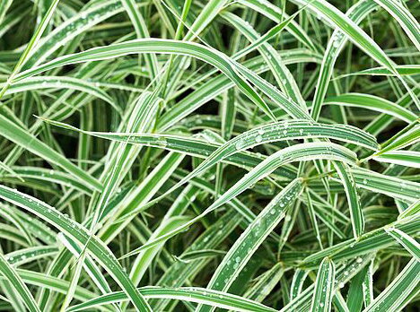 OSTŘICE JAPONSKÁ - Carex morrowii 'Variegata'