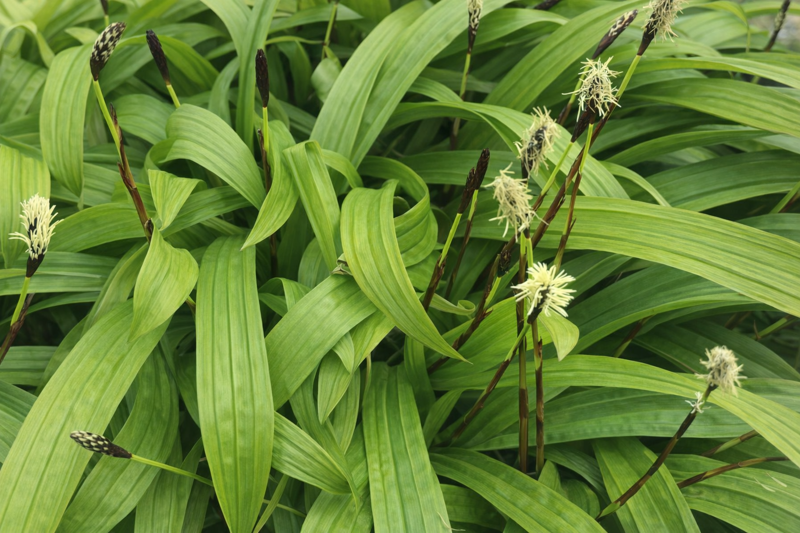 OSTŘICE JITROCELOVITÁ - Carex plantaginea
