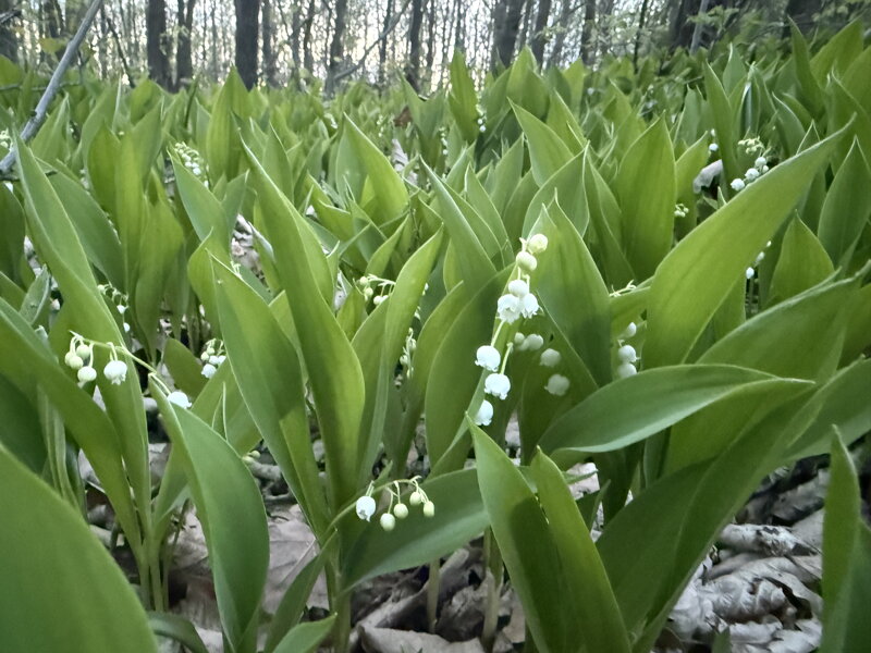 KONVALINKA VONNÁ - Convallaria majalis