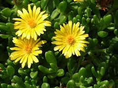 KOSMATEC - Delosperma nubigenum KOSMATEC - Delosperma nubigenum
