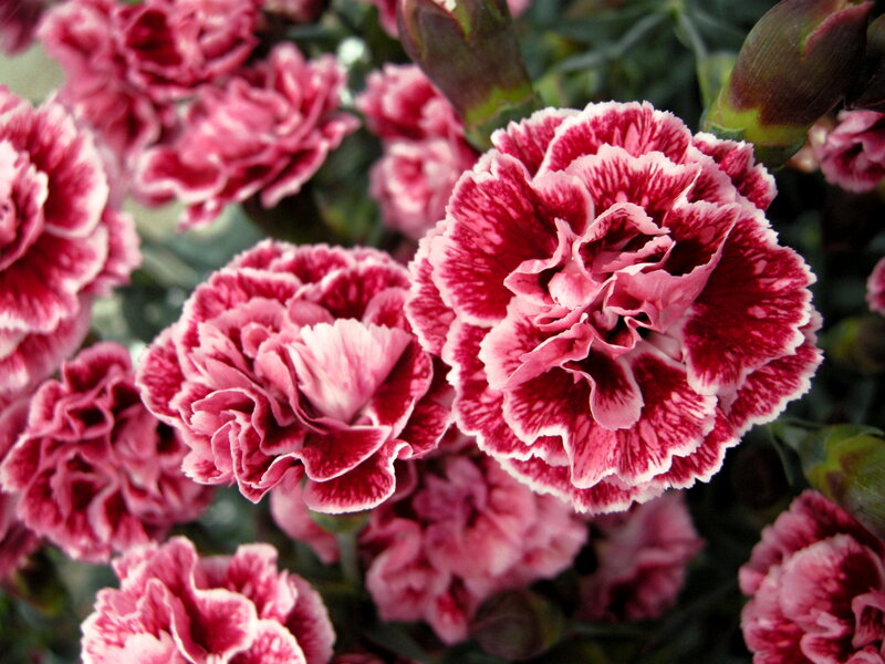 HVOZDÍK - Dianthus ´Perfume Pinks Sugar Plum´ HVOZDÍK - Dianthus ´Perfume Pinks Sugar Plum´