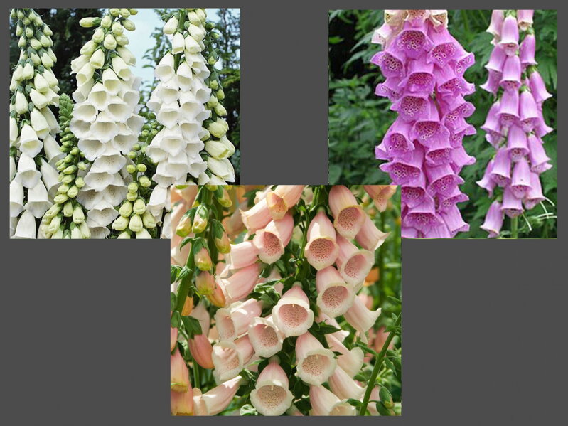 NÁPRSTNÍK ČERVENÝ MIX - Digitalis purpurea 