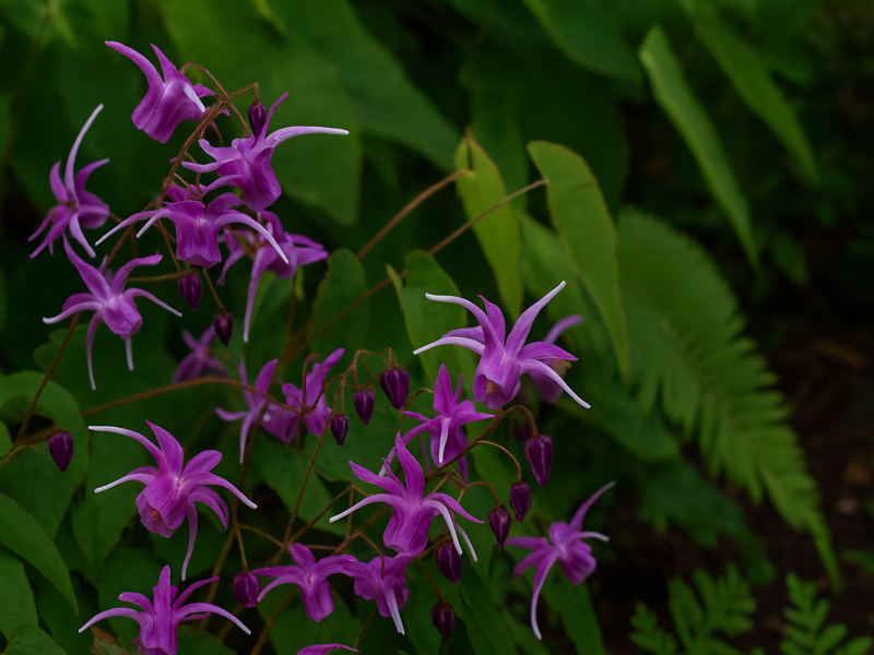ŠKORNICE - Epimedium grandiflorum 'Lilafee'