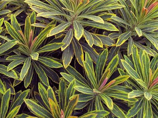 PRYŠEC  - Euphorbia martinii 'Ascot Rainbow'
