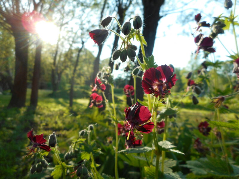 KAKOST HNĚDOČERVENÝ - Geranium phaeum