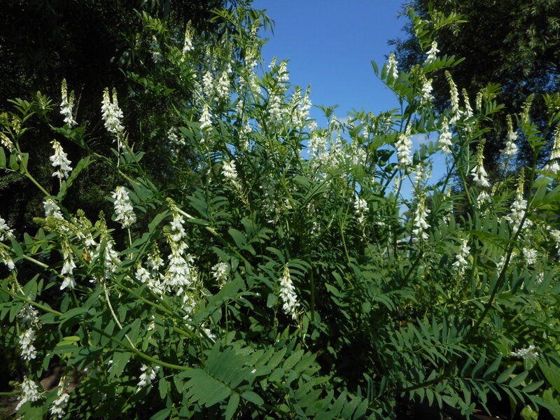 JESTŘABINA LÉKAŘSKÁ - Galega officinalis