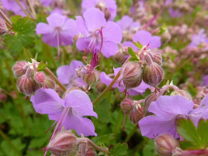 KAKOST KANTABRIJSKÝ - Geranium cantabrigiense ´Cambridge´ KAKOST KANTABRIJSKÝ - Geranium cantabrigiense ´Cambridge´